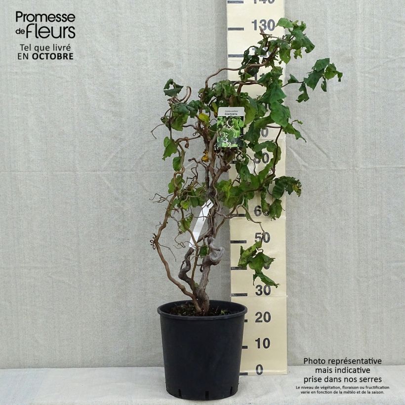 Exemplaar van Corylus avellana Contorta - Hazelaar Pot van 12 l/15 l zoals geleverd in de herfst