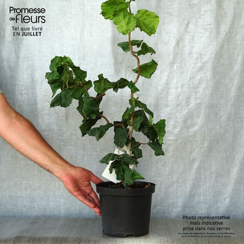 Exemplaar van Corylus avellana Contorta - Hazelaar Pot van 3 l/4 l zoals geleverd in de zomer