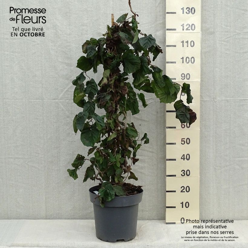 Exemplaar van Corylus avellana Red Majestic - Hazelaar Pot van 12 l/15 l zoals geleverd in de herfst