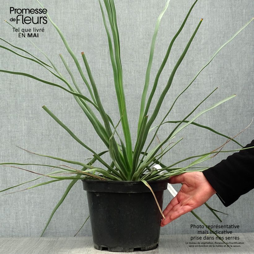 Exemplaar van Nolina hibernica La Sibirica - Blauw beregras Pot van 6 l/7 l zoals geleverd in de lente