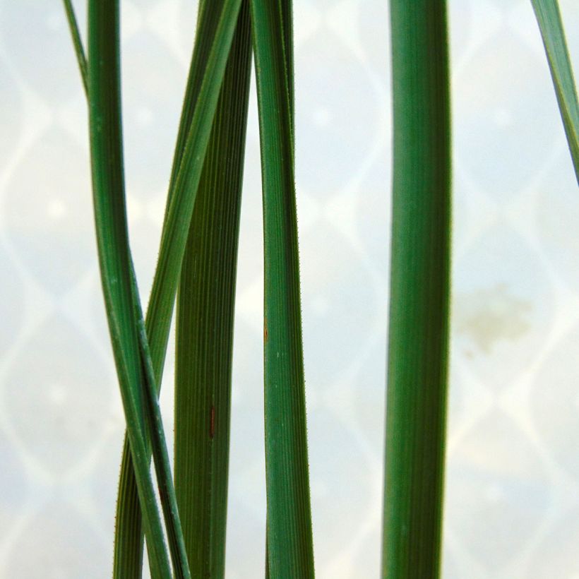 Nolina nelsonii - Blauw beregras (Foliage)