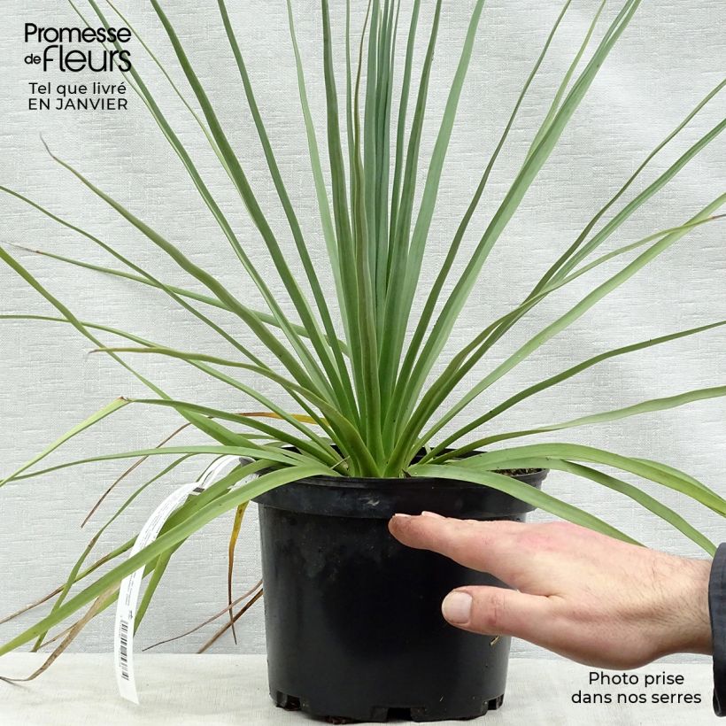 Example of Nolina nelsonii - Noline bleue Pot van 3 l/4 l as you get in hiver