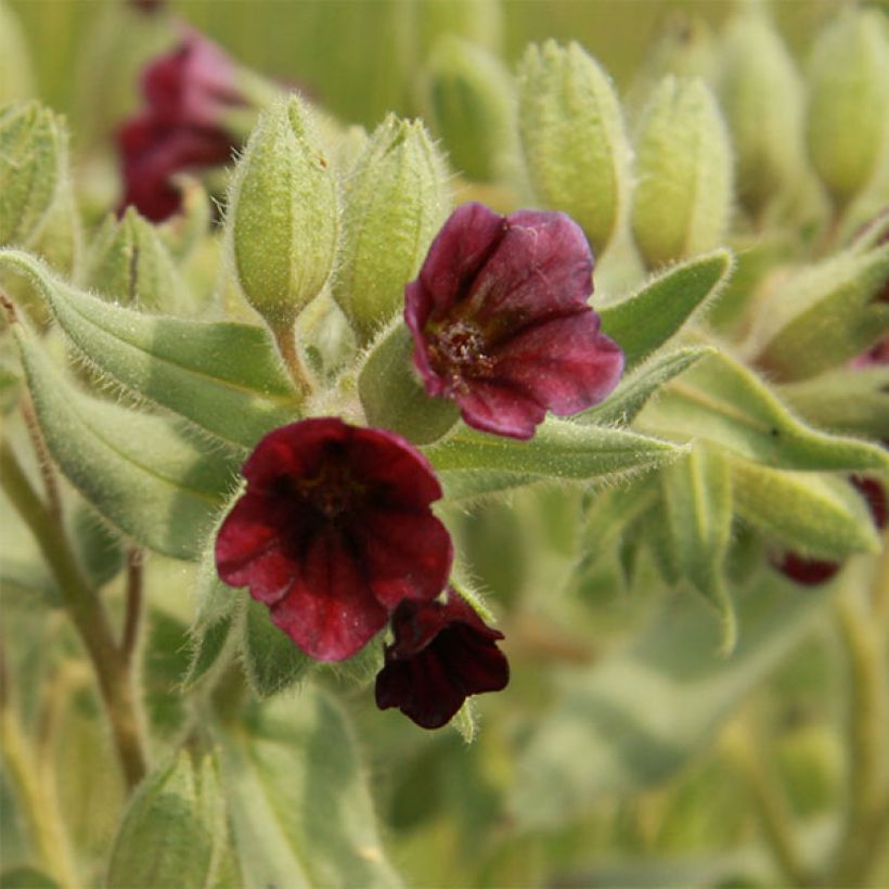 Nonea pulla - Nonea (Bloei)