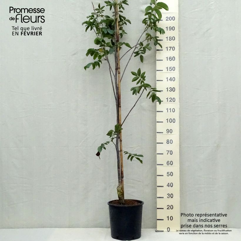 Exemplaar van Walnoot Franquette Pot van 12 l/15 l, Kroonhoogte zoals geleverd in de herfst