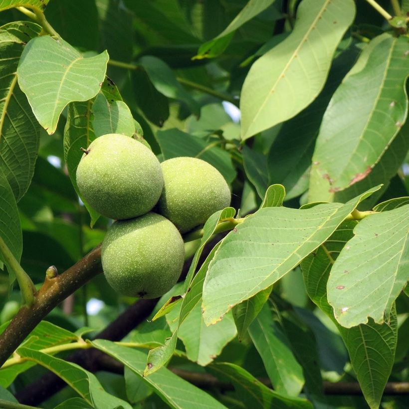 Walnoot - Juglans regia (Blad)