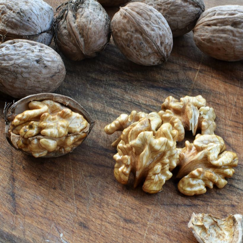 Walnoot Corne du Périgord (Oogst)