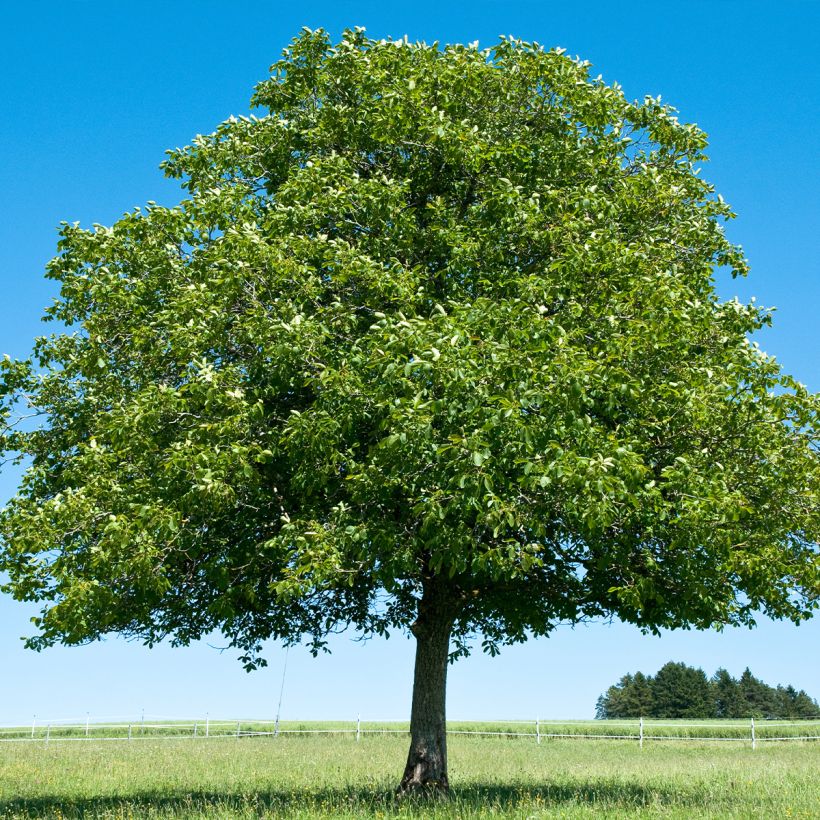 Walnoot Corne du Périgord (Groeiplaats)