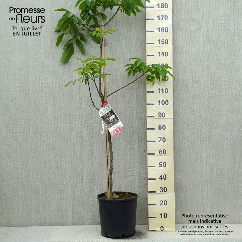 Exemplaar van Walnoot Corne du Périgord Pot van 18 l/20 l, Kroonhoogte zoals geleverd in de zomer