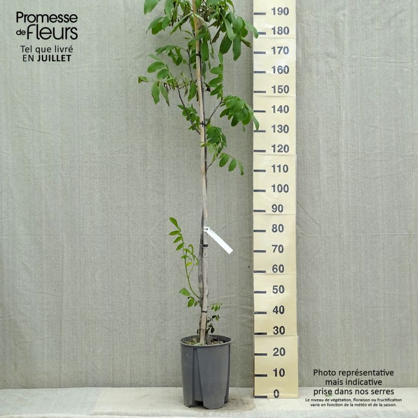 Exemplaar van Walnoot Fernor Pot van 7,5 l/10 l, Half-hoge stam zoals geleverd in de zomer