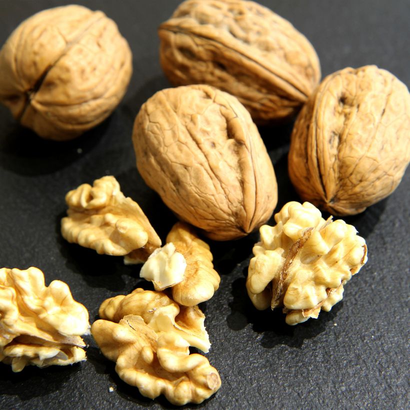 Walnoot Mayette (Oogst)