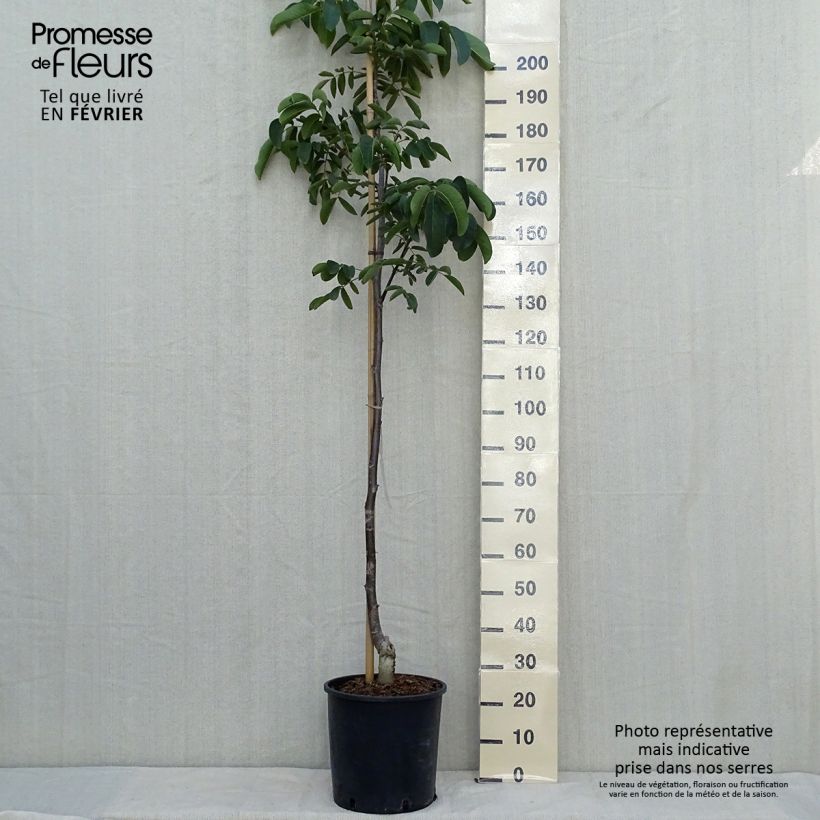 Exemplaar van Noyer commun Weinsberg 1 - Juglans regia  Pot de 18L/20L, Baliveau zoals geleverd in de herfst