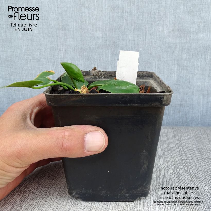 Exemplaar van Nuphar lutea - Gele plomp Kweekpotje van 8/9 cm zoals geleverd in de zomer