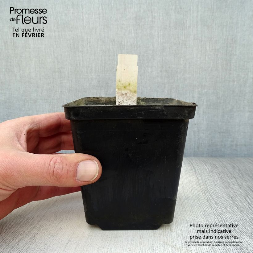 Example of Nuphar lutea - Gele plomp Kweekpotje van 8/9 cm as you get in hiver