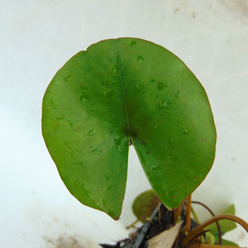 Nymphaea Aurora - Waterlelie (Foliage)