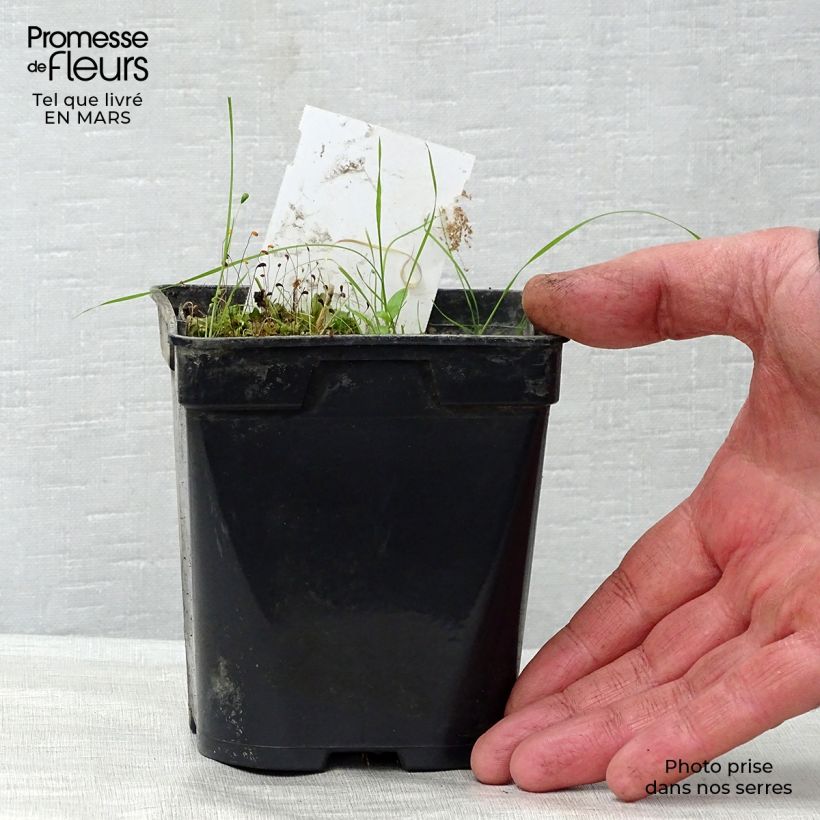 Exemplaar van Nymphaea Aurora - Waterlelie Kweekpotje van 8/9 cm zoals geleverd in de lente