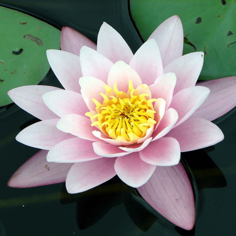 Nymphaea Berthold - Waterlelie (Bloei)