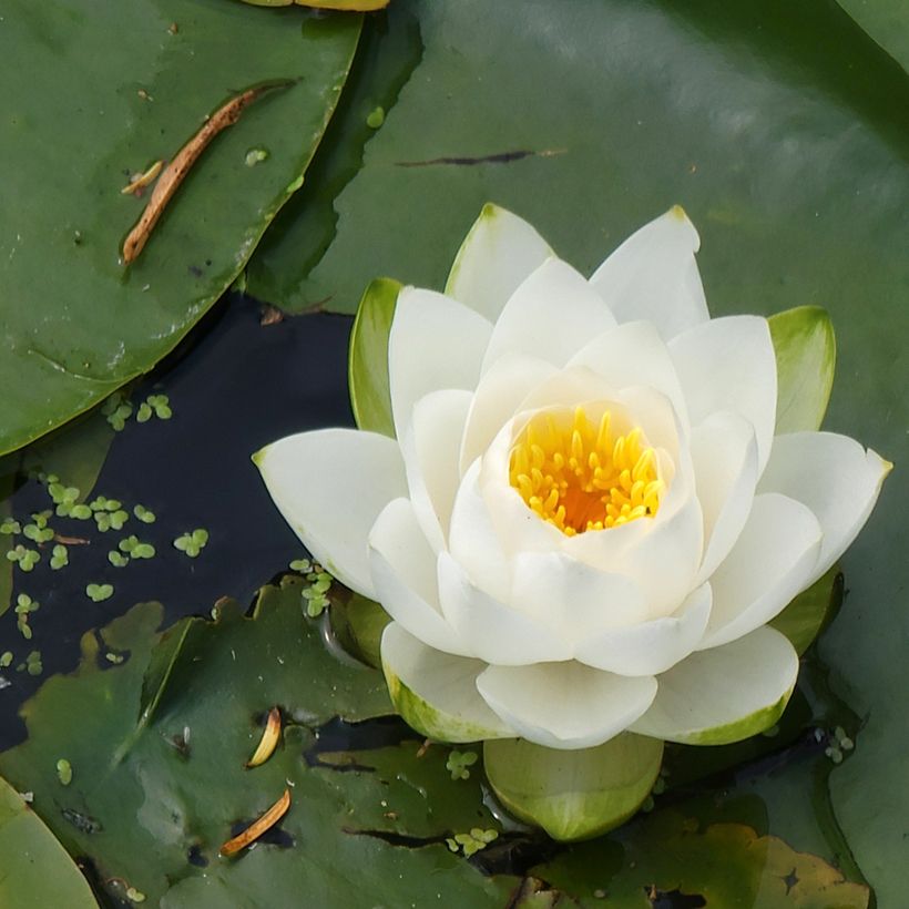 Nymphaea candida - Kleine witte waterlelie (Bloei)