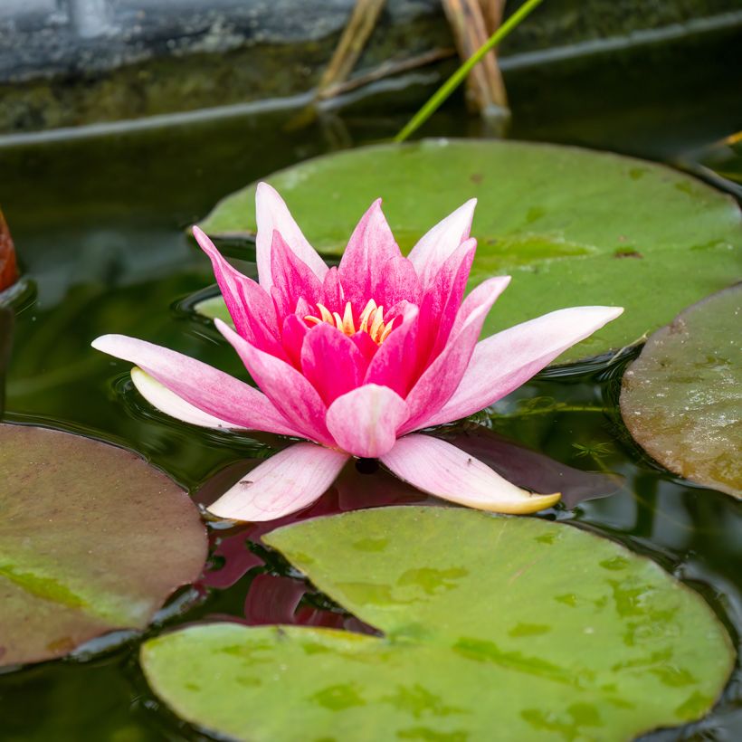 Nymphaea Charles de Meurville - Waterlelie (Bloei)