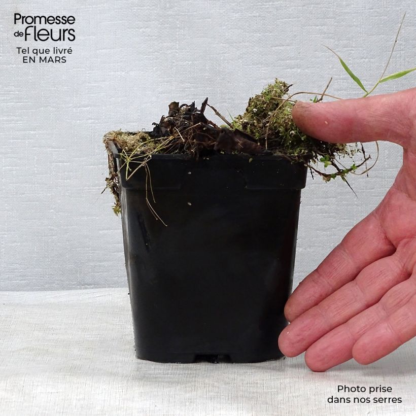 Exemplaar van Nymphaea Colonel A.J. Welch - Waterlelie Kweekpotje van 8/9 cm zoals geleverd in de lente