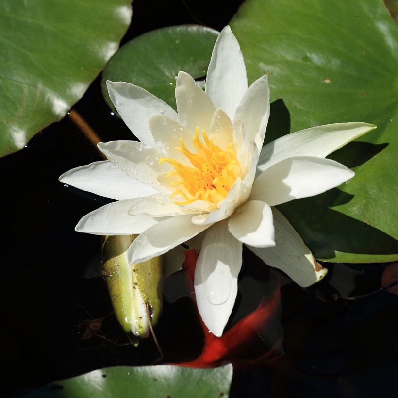 Nymphaea Evelyn Stetson - Waterlelie (Bloei)