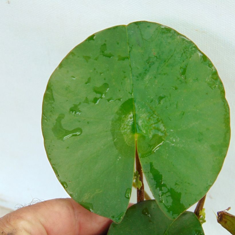 Nymphaea Fabiola - Waterlelie (Foliage)