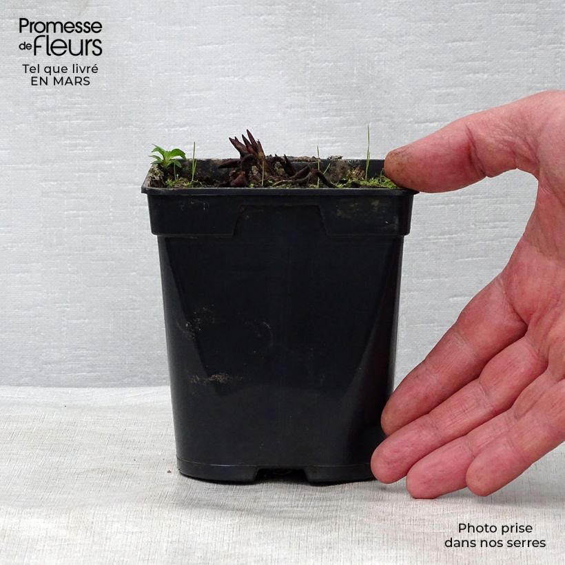 Exemplaar van Nymphaea Fabiola - Waterlelie Kweekpotje van 8/9 cm zoals geleverd in de lente