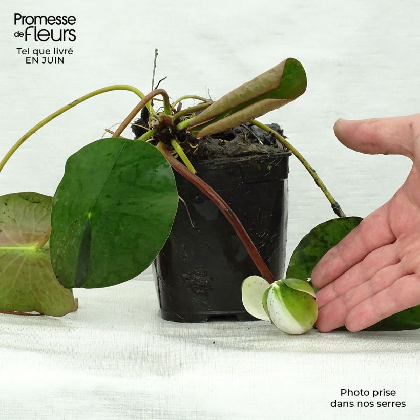 Exemplaar van Nymphaea Fabiola - Waterlelie Kweekpotje van 8/9 cm zoals geleverd in de zomer