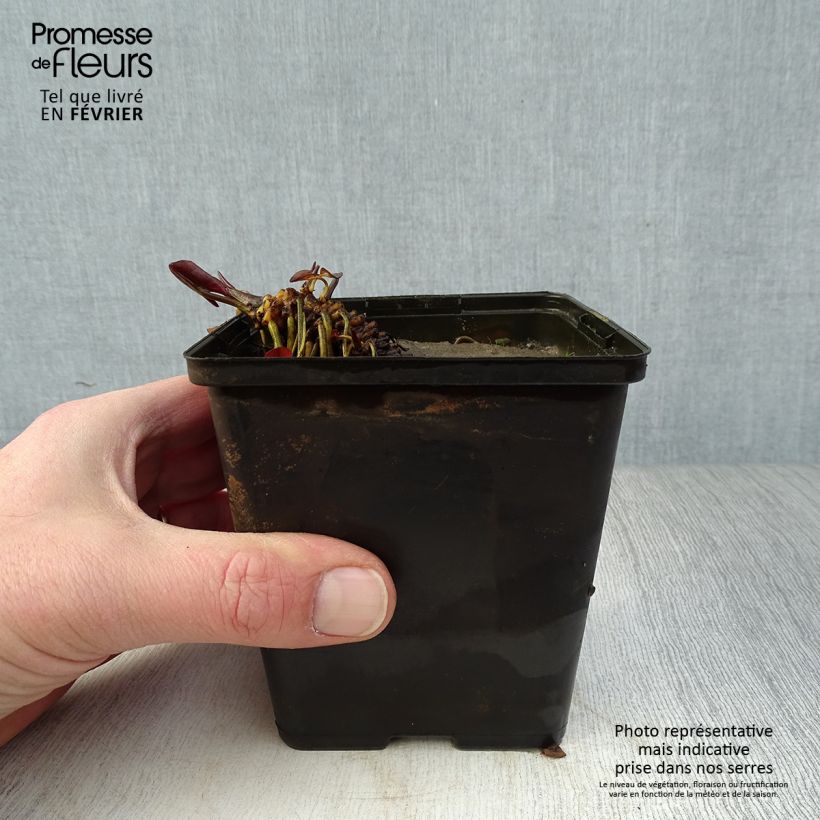 Example of Nymphaea Fabiola - Nénuphar rose Kweekpotje van 8/9 cm as you get in hiver