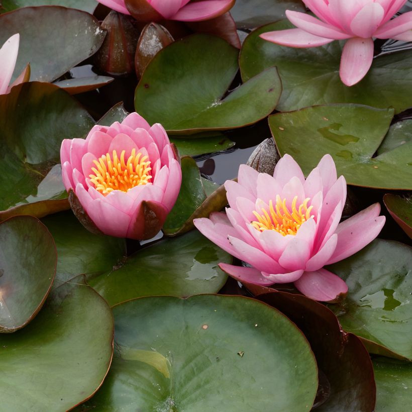 Nymphaea Fabiola - Waterlelie (Bloei)