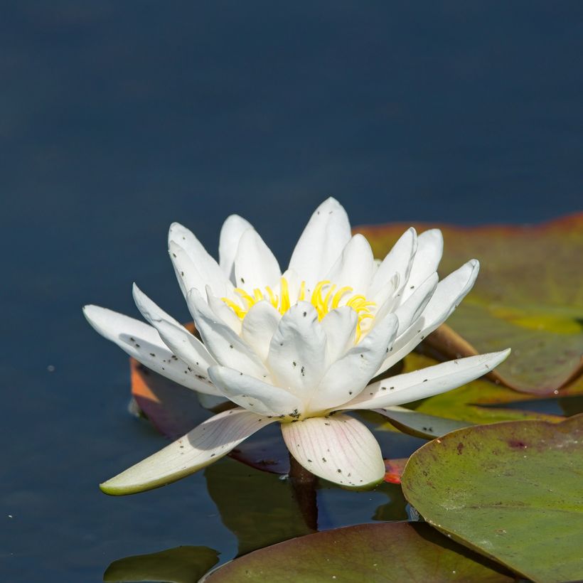 Nymphaea Gladstoniana - Waterlelie (Bloei)
