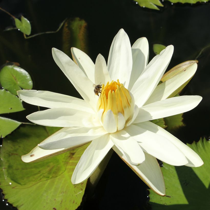 Nymphaea Hal Miller - Waterlelie (Bloei)