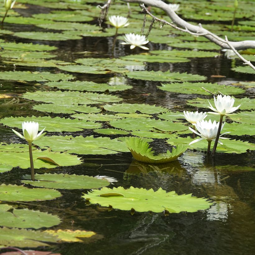 Nymphaea Hal Miller - Waterlelie (Groeiplaats)