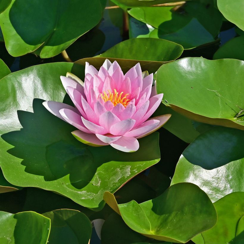Nymphaea Hollandia - Waterlelie (Bloei)
