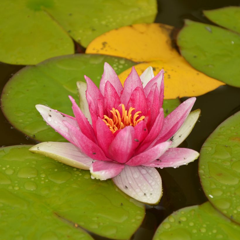 Nymphaea Jean de la Marsalle - Waterlelie (Groeiplaats)