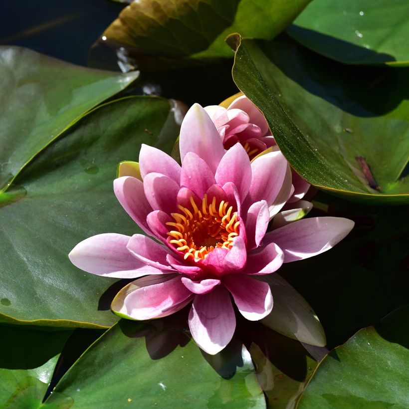 Nymphaea Madame Wilfron Gonnère - Waterlelie (Bloei)