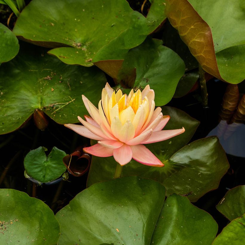 Nymphaea Mangkala Ubol - Waterlelie (Bloei)