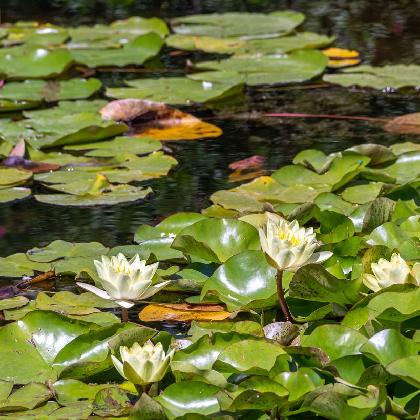 Nymphaea Marliacea Chromatella - Waterlelie (Groeiplaats)