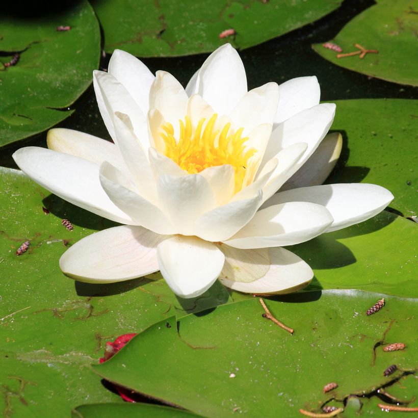 Nymphaea Pygmaea Alba - Waterlelie (Bloei)