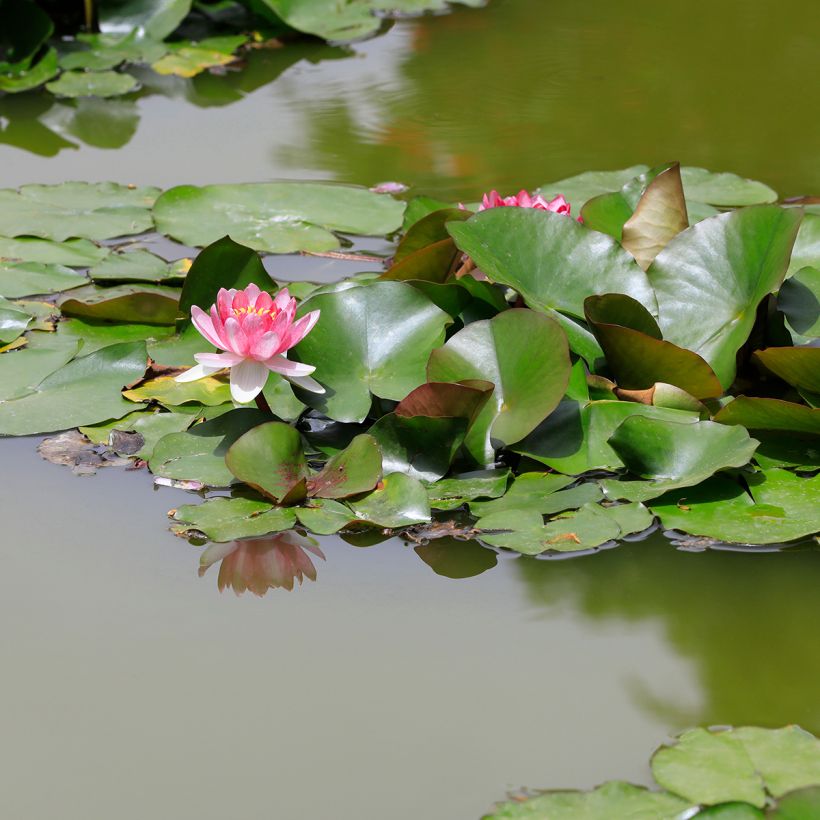 Nymphaea Rose Arey - Waterlelie (Groeiplaats)