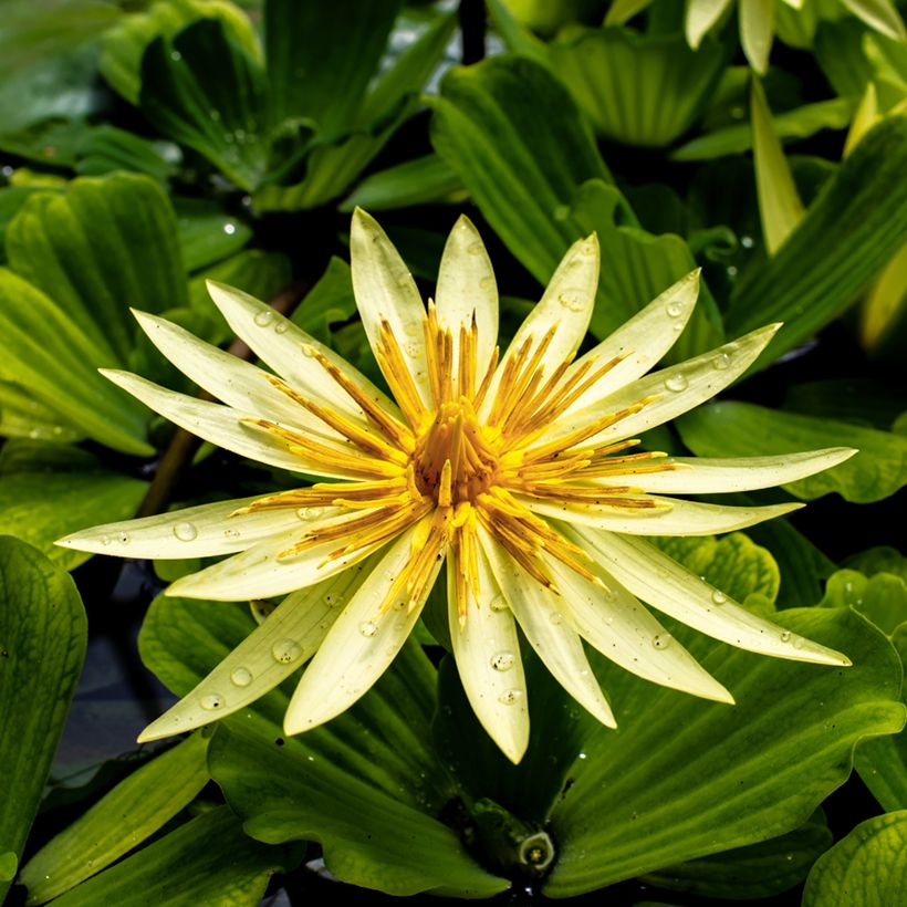 Nymphaea St. Louis Gold - Waterlelie (Bloei)