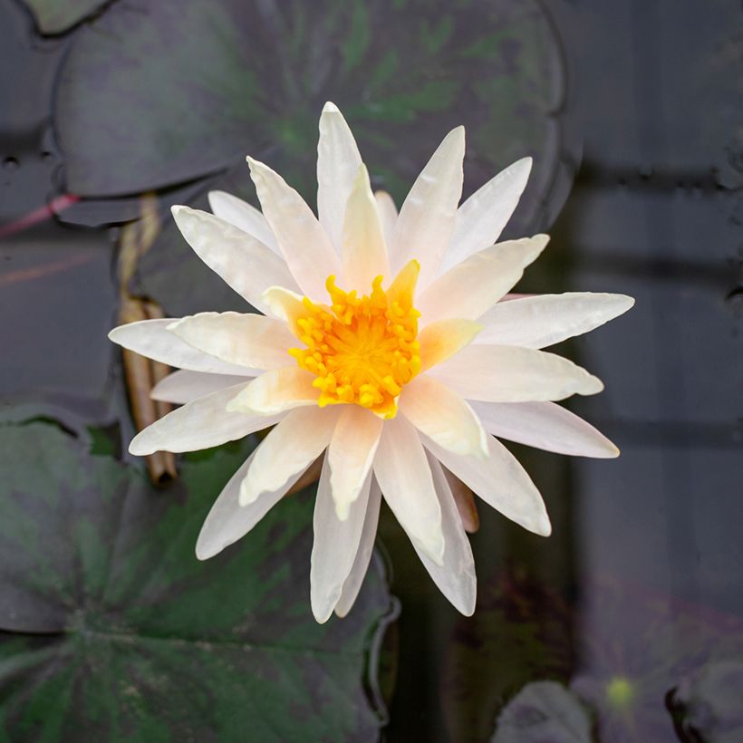 Nymphaea Starbright - Waterlelie (Bloei)