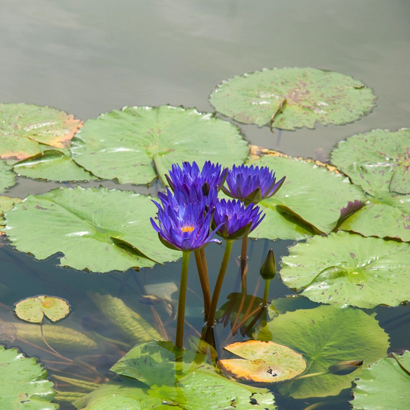 Nymphaea Tina - Waterlelie (Groeiplaats)