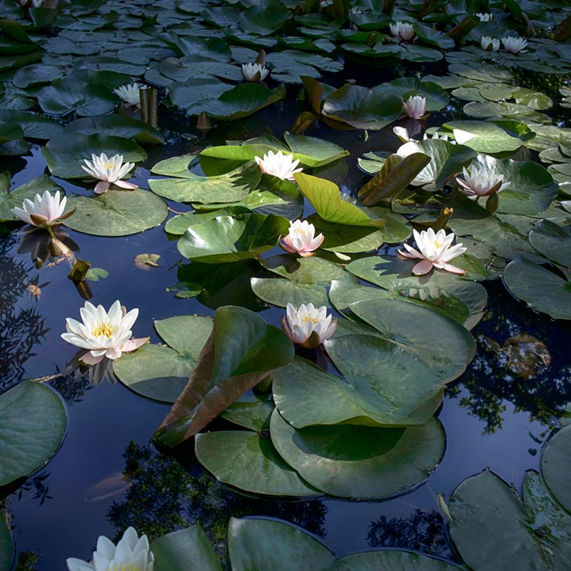 Nymphaea Virginalis - Waterlelie (Groeiplaats)