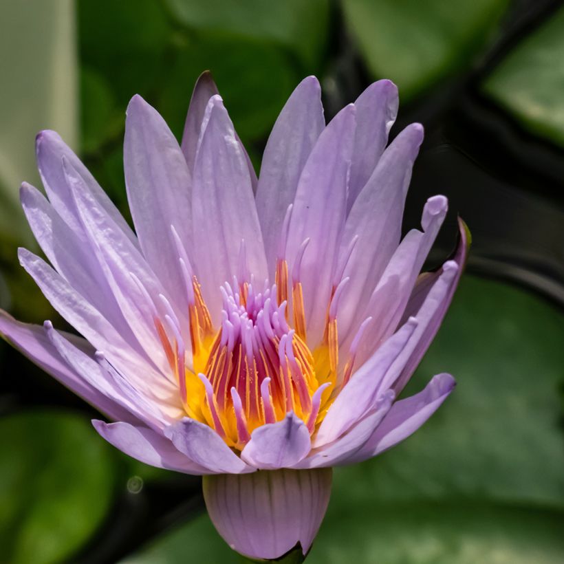 Nymphaea colorata - Waterlelie (Bloei)