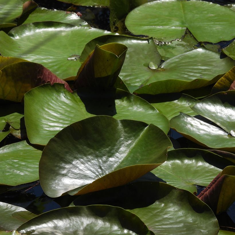Nymphaea odorata Sulphurea Grandiflora - Waterlelie (Blad)