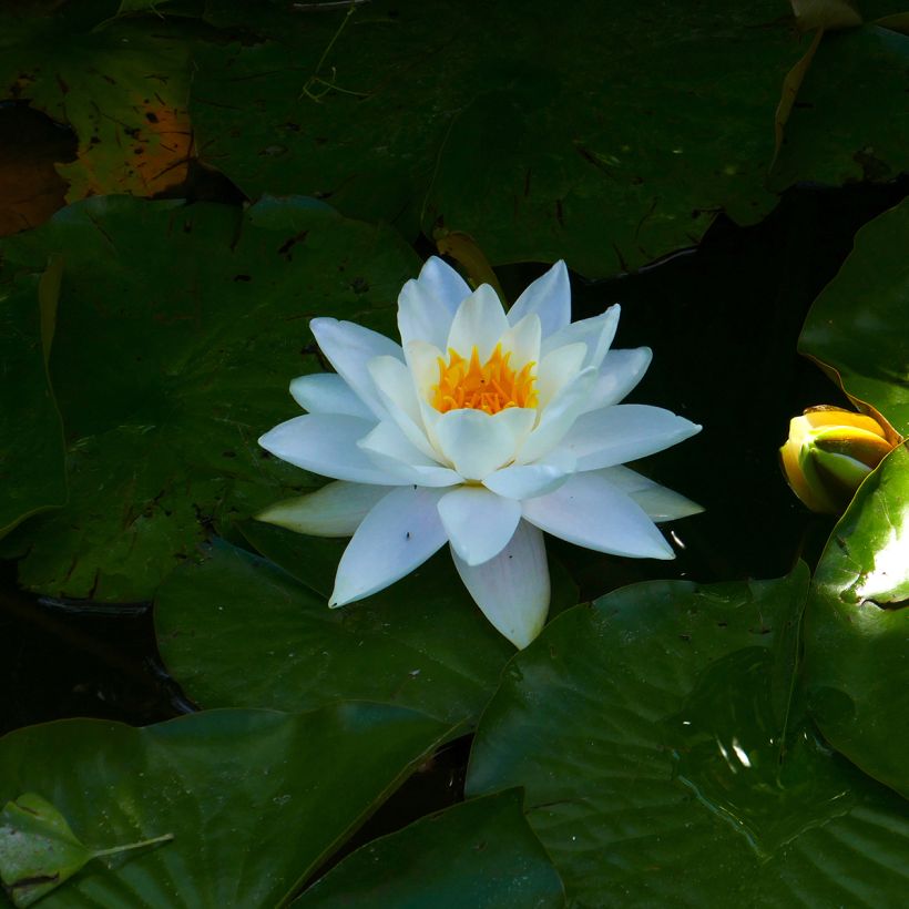 Nymphaea odorata Alba - Welriekende waterlelie (Bloei)