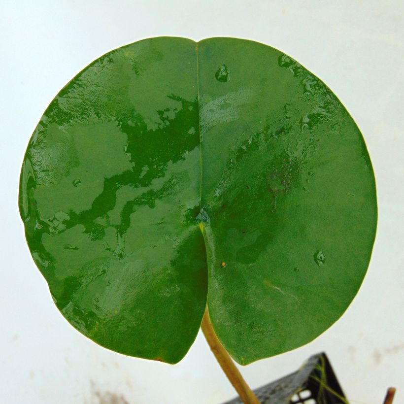 Nymphaea tetragona - Waterlelie (Foliage)