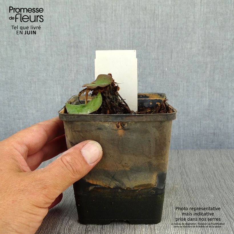 Exemplaar van Nymphaea tetragona - Waterlelie Pot van 1 l/1,5 l zoals geleverd in de zomer