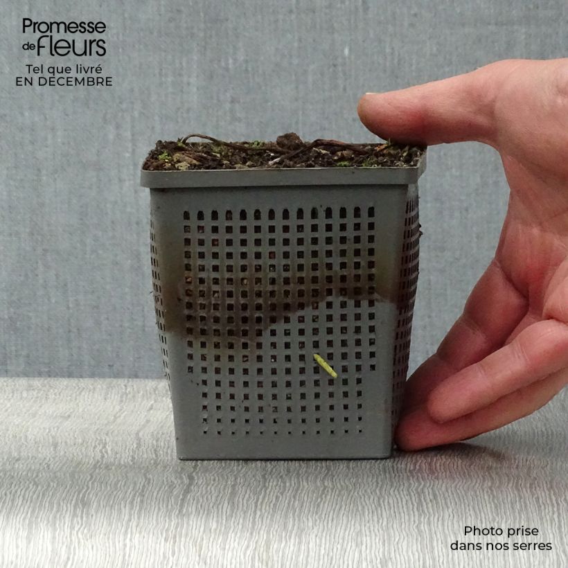 Example of Nymphaea tetragona - Nénuphar nain blanc Pot van 1 l/1,5 l as you get in hiver