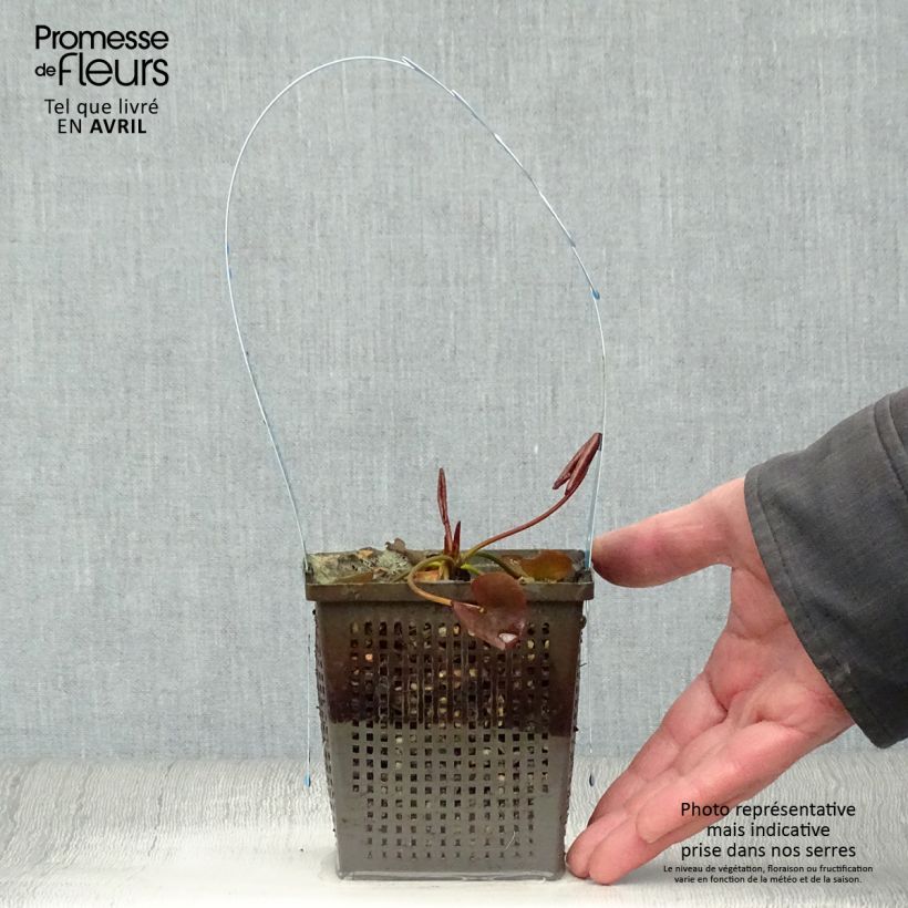 Exemplaar van Nymphaea tetragona - Waterlelie Pot van 1 l/1,5 l zoals geleverd in de lente